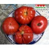 Томат АРБУЗ БОЛЬШОЙ