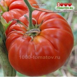 Томат АВСТРАЛИЕЦ