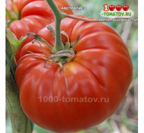 Томат АВСТРАЛИЕЦ