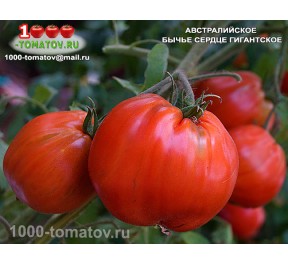 Томат АВСТРАЛИЙСКОЕ БЫЧЬЕ СЕРДЦЕ ГИГАНТСКОЕ