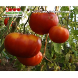 Томат АЗОРСКИЙ КРАСНЫЙ НЕВЕСА