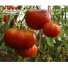 Томат АЗОРСКИЙ КРАСНЫЙ НЕВЕСА