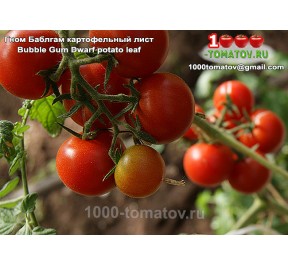 Томат ГНОМ БАБЛ ГАМ КАРТОФЕЛЬНЫЙ ЛИСТ Bubble Gum Dwarf potato leaf