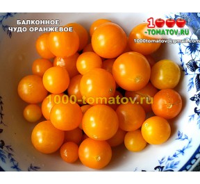 Томат БАЛКОННОЕ ЧУДО ОРАНЖЕВОЕ