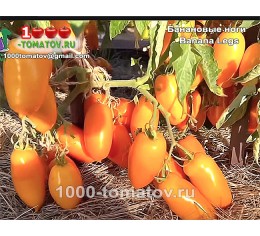 Томат БАНАНОВЫЕ НОГИ