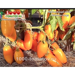 Томат БАНАНОВЫЕ НОГИ