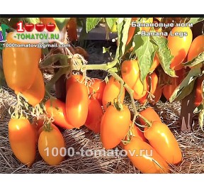 Томат БАНАНОВЫЕ НОГИ