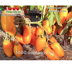 Томат БАНАНОВЫЕ НОГИ Томат БАНАНОВЫЕ НОГИ