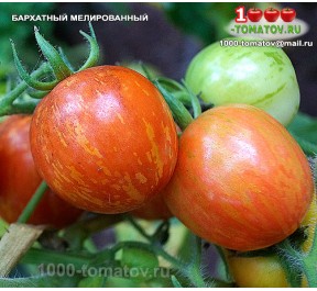 Томат БАРХАТНЫЙ МЕЛИРОВАННЫЙ