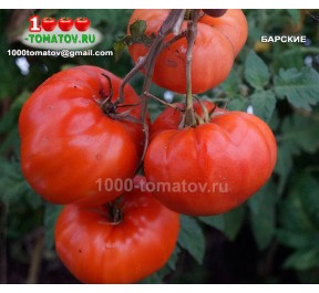 Томат БАРСКИЕ