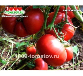 Томат БАРТЕНЕВСКИЕ