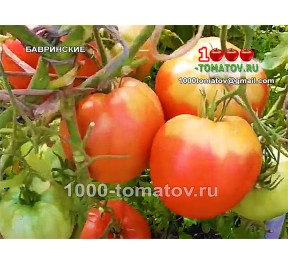 Томат БАВРИНСКИЕ