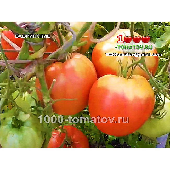 Томат БАВРИНСКИЕ Томат БАВРИНСКИЕ