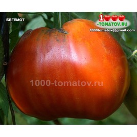 Томат БЕГЕМОТ