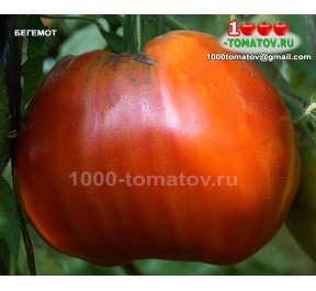 Томат БЕГЕМОТ