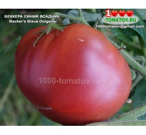 Томат БЕККЕРА СИНИЙ ВСАДНИК  Becker’s Blaue Dolgener