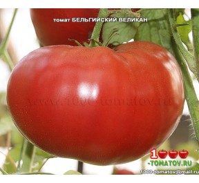 томат БЕЛЬГИЙСКИЙ ВЕЛИКАН