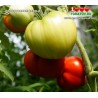 Томат БЕЛОРУССКОЕ СЕРДЦЕ Томат БЕЛОРУССКОЕ СЕРДЦЕ