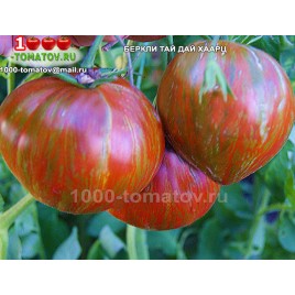 Томат БЕРКЛИ ТАЙ ДАЙ ХААРЦ 