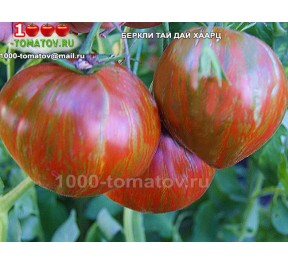 Томат БЕРКЛИ ТАЙ ДАЙ ХААРЦ 