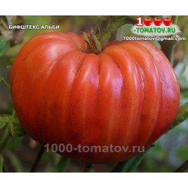 Томат БИФШТЕКС  АЛЬБИ