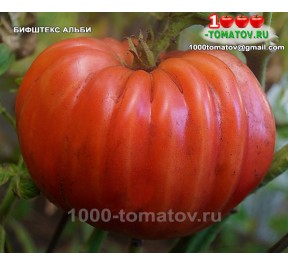 Томат БИФШТЕКС  АЛЬБИ