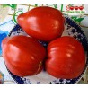 Томат БЫК САЧ -  BULL SAC