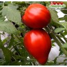 Томат БЫК САЧ -  BULL SAC