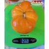 Томат БИЗОН ОРАНЖЕВЫЙ