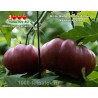 Томат БЛЭК АМБЕР Black Amber Томат БЛЭК АМБЕР Black Amber