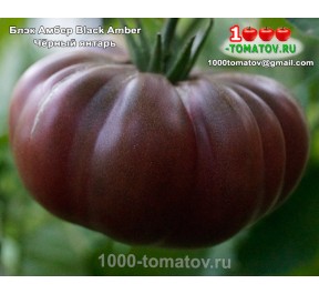 Томат БЛЭК АМБЕР Black Amber