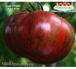Томат БЛЭК СТРАЙП  Black Stripe 
