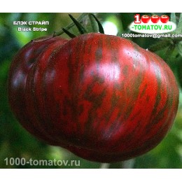 Томат БЛЭК СТРАЙП  Black Stripe 