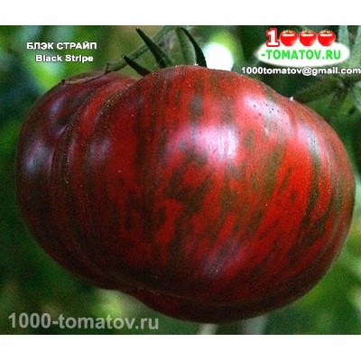 Томат  БЛЭК СТРАЙП  Black Stripe 