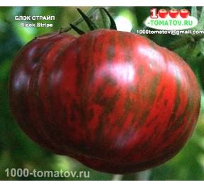 Томат БЛЭК СТРАЙП  Black Stripe 