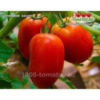 Томат БОЧКОВОЙ ЗАСОЛ