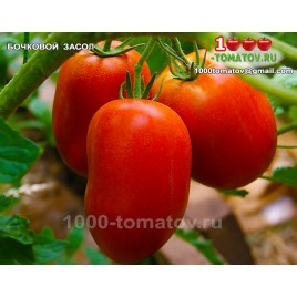 Томат БОЧКОВОЙ ЗАСОЛ