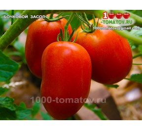 Томат БОЧКОВОЙ ЗАСОЛ