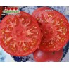 Томат БОГЕМА