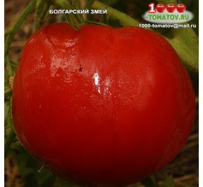 Томат БОЛГАРСКИЙ ЗМЕЙ