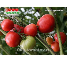 Томат БОЛЬШОЙ БРЕНДИ