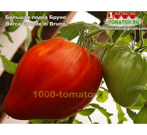 Томат БОЛЬШАЯ ЛОДКА БРУНО
