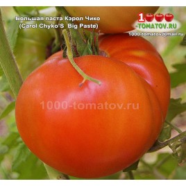 Томат БОЛЬШАЯ ПАСТА КЭРОЛ ЧИКО