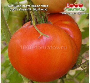 Томат БОЛЬШАЯ ПАСТА КЭРОЛ ЧИКО
