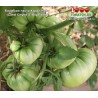 Томат БОЛЬШАЯ ПАСТА КЭРОЛ ЧИКО