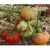 Томат БОЛЬШАЯ ПАСТА КЭРОЛ ЧИКО