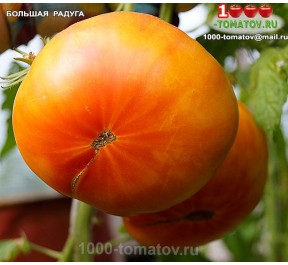 Томат БОЛЬШАЯ РАДУГА    Big Rainbow