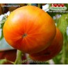 Томат БОЛЬШАЯ РАДУГА    Big Rainbow