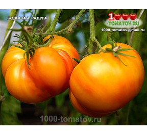 Томат БОЛЬШАЯ РАДУГА    Big Rainbow