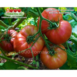 Томат Большой Итальянский Миссис Максвелл 